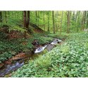 Kalendarz ścienny LASY POLSKIE 13-planszowe 2024 320mm x 470mm Lucrum (RW04)