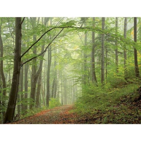 Kalendarz ścienny LASY POLSKIE 13-planszowe 2024 320mm x 470mm Lucrum (RW04) Kalendarz ścienny LASY POLSKIE 13-planszowe 2024 320mm x 470mm Lucrum (RW04)