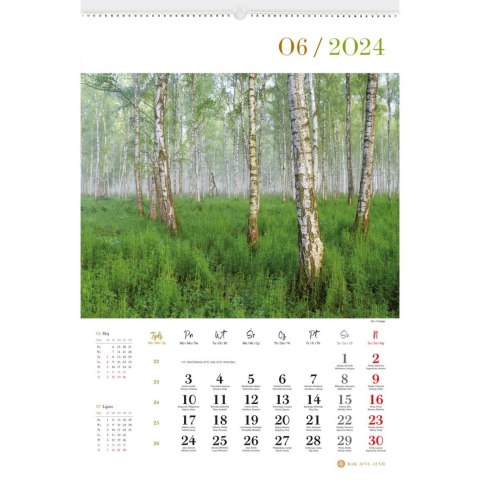 Kalendarz ścienny LASY POLSKIE 13-planszowe 2024 320mm x 470mm Lucrum (RW04) Kalendarz ścienny LASY POLSKIE 13-planszowe 2024 320mm x 470mm Lucrum (RW04)