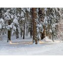 Kalendarz ścienny LASY POLSKIE 13-planszowe 2024 320mm x 470mm Lucrum (RW04)