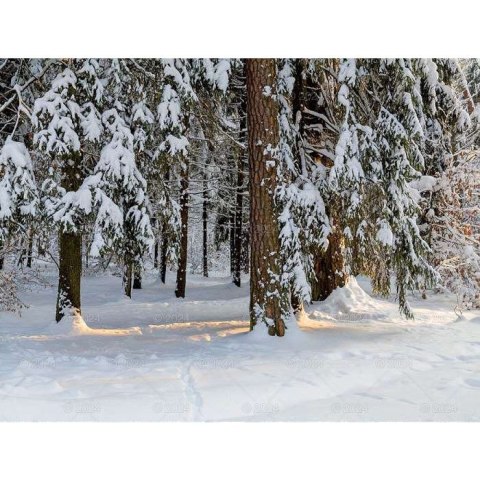 Kalendarz ścienny LASY POLSKIE 13-planszowe 2024 320mm x 470mm Lucrum (RW04) Kalendarz ścienny LASY POLSKIE 13-planszowe 2024 320mm x 470mm Lucrum (RW04)