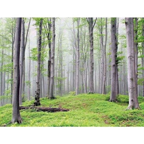 Kalendarz ścienny LASY POLSKIE 13-planszowe 2024 320mm x 470mm Lucrum (RW04) Kalendarz ścienny LASY POLSKIE 13-planszowe 2024 320mm x 470mm Lucrum (RW04)