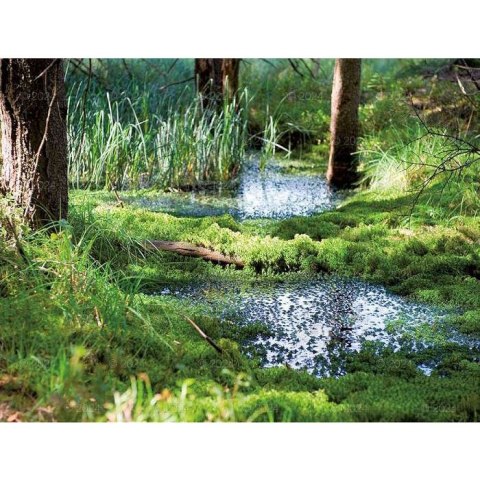 Kalendarz ścienny LASY POLSKIE 13-planszowe 2024 320mm x 470mm Lucrum (RW04) Kalendarz ścienny LASY POLSKIE 13-planszowe 2024 320mm x 470mm Lucrum (RW04)
