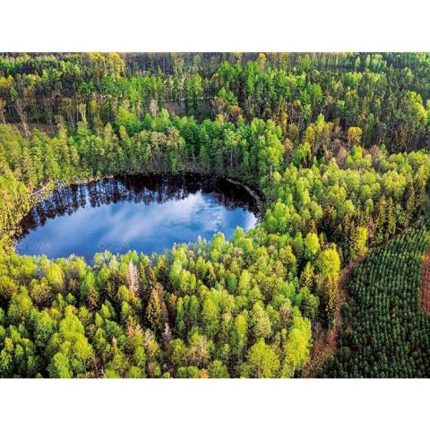 Kalendarz ścienny LASY POLSKIE 13-planszowe 2024 320mm x 470mm Lucrum (RW04) Kalendarz ścienny LASY POLSKIE 13-planszowe 2024 320mm x 470mm Lucrum (RW04)