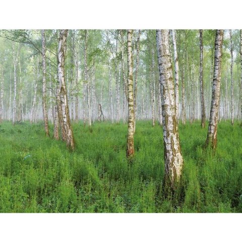 Kalendarz ścienny LASY POLSKIE 13-planszowe 2024 320mm x 470mm Lucrum (RW04) Kalendarz ścienny LASY POLSKIE 13-planszowe 2024 320mm x 470mm Lucrum (RW04)