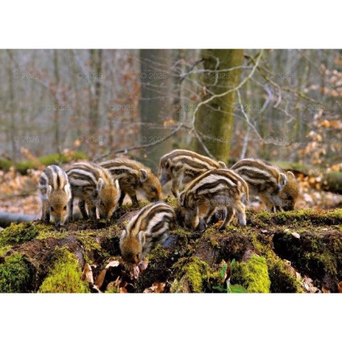 Kalendarz ścienny LEŚNI PRZYJACIELE rodzinny 2026 280mm x 400mm Lucrum (WL07) Kalendarz ścienny LEŚNI PRZYJACIELE rodzinny 2026 280mm x 400mm Lucrum (WL07)