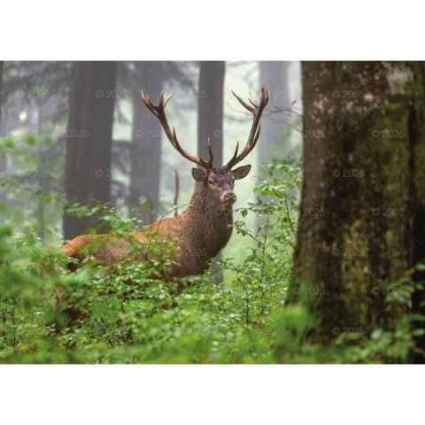 Kalendarz ścienny LEŚNI PRZYJACIELE rodzinny 2026 280mm x 400mm Lucrum (WL07) Kalendarz ścienny LEŚNI PRZYJACIELE rodzinny 2026 280mm x 400mm Lucrum (WL07)