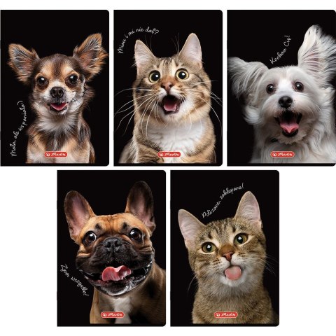 Zeszyt Animals A5 16k. 70g krata kolorowa Herlitz (400196855)