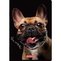 Zeszyt Herlitz Animals A5 16k. 70g krata kolorowa (400196855)
