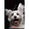 Zeszyt Herlitz Crazy Animal A5 60k. 70g linia (400196838)