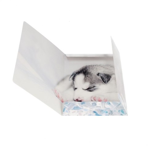 Teczka kartonowa na gumkę Pieski A4 mix Starpak (559719)