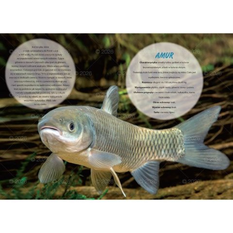 Kalendarz ścienny wędkarski rodzinny 280mm x 200mm Lucrum (WL14) Kalendarz ścienny wędkarski rodzinny 280mm x 200mm Lucrum (WL14)