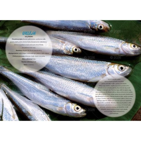 Kalendarz ścienny wędkarski rodzinny 280mm x 200mm Lucrum (WL14) Kalendarz ścienny wędkarski rodzinny 280mm x 200mm Lucrum (WL14)