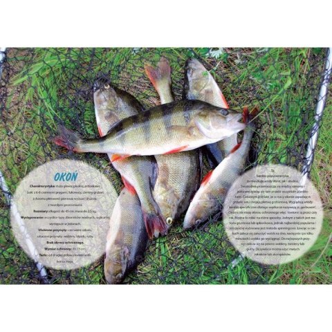 Kalendarz ścienny wędkarski rodzinny 280mm x 200mm Lucrum (WL14) Kalendarz ścienny wędkarski rodzinny 280mm x 200mm Lucrum (WL14)