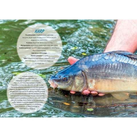 Kalendarz ścienny wędkarski rodzinny 280mm x 200mm Lucrum (WL14) Kalendarz ścienny wędkarski rodzinny 280mm x 200mm Lucrum (WL14)
