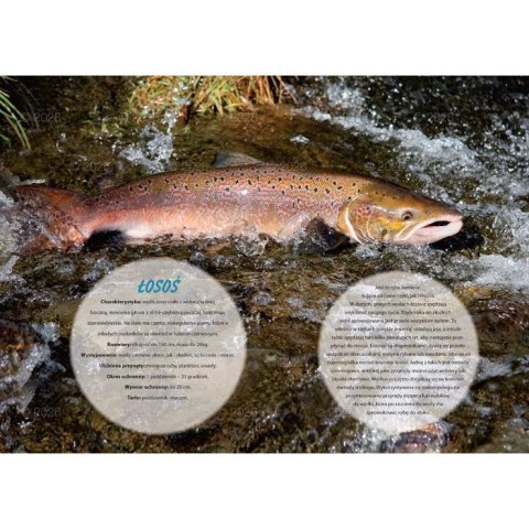 Kalendarz ścienny wędkarski rodzinny 280mm x 200mm Lucrum (WL14) Kalendarz ścienny wędkarski rodzinny 280mm x 200mm Lucrum (WL14)