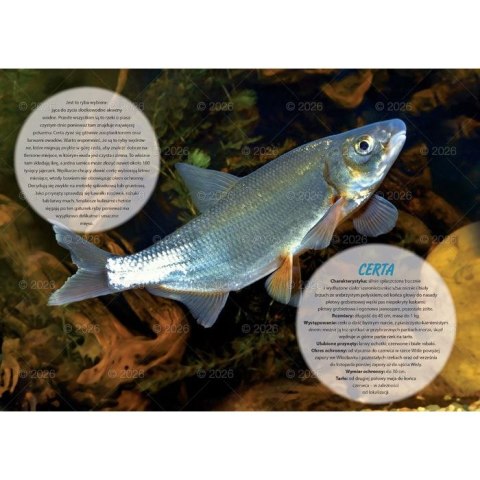 Kalendarz ścienny wędkarski rodzinny 280mm x 200mm Lucrum (WL14) Kalendarz ścienny wędkarski rodzinny 280mm x 200mm Lucrum (WL14)