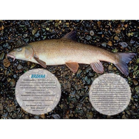 Kalendarz ścienny wędkarski rodzinny 280mm x 200mm Lucrum (WL14) Kalendarz ścienny wędkarski rodzinny 280mm x 200mm Lucrum (WL14)