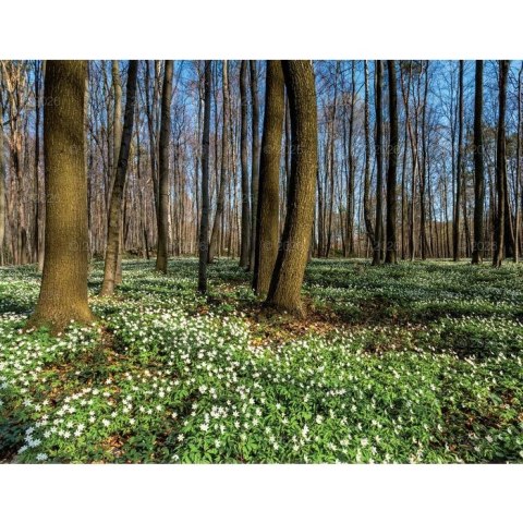 Kalendarz ścienny 13-planszowe 320mm x 470mm Lucrum (RW04) Kalendarz ścienny 13-planszowe 320mm x 470mm Lucrum (RW04)