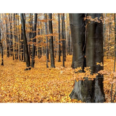 Kalendarz ścienny 13-planszowe 320mm x 470mm Lucrum (RW04) Kalendarz ścienny 13-planszowe 320mm x 470mm Lucrum (RW04)