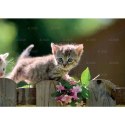 Kalendarz ścienny koty i kotki rodzinny 280mm x 200mm Lucrum (WL09)