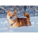 Kalendarz ścienny PSY rodzinny 280mm x 200mm Lucrum (WL08)