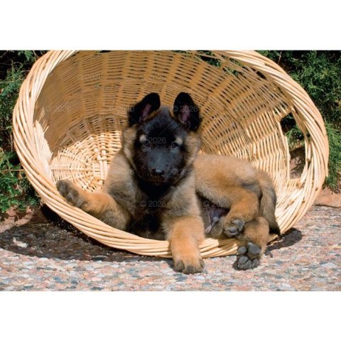 Kalendarz ścienny PSY rodzinny 280mm x 200mm Lucrum (WL08) Kalendarz ścienny PSY rodzinny 280mm x 200mm Lucrum (WL08)
