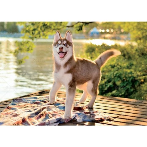 Kalendarz ścienny PSY rodzinny 280mm x 200mm Lucrum (WL08) Kalendarz ścienny PSY rodzinny 280mm x 200mm Lucrum (WL08)