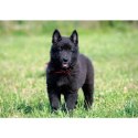 Kalendarz ścienny PSY rodzinny 280mm x 200mm Lucrum (WL08)