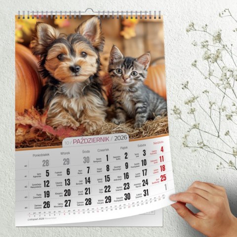 Kalendarz ścienny 16 stron wieloplanszowy A3 Press (kociaki i szczeniaki) Kalendarz ścienny 16 stron wieloplanszowy A3 Press (kociaki i szczeniaki)