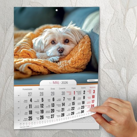 Kalendarz ścienny A4 PSY A4 Press (5904830713374) Kalendarz ścienny A4 PSY A4 Press (5904830713374)