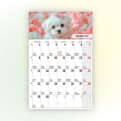 Kalendarz ścienny na lodówkę z magnesem 137mm x 210mm Press (MILUSIŃSCY) Kalendarz ścienny na lodówkę z magnesem 137mm x 210mm Press (MILUSIŃSCY)