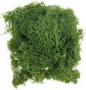 Dekoracja Craft-Fun Series dekoracja florystyczna mech chrobotek Titanum (2324045 DG) Dekoracja Craft-Fun Series dekoracja florystyczna mech chrobotek Titanum (2324045 DG)