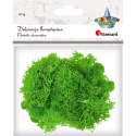 Dekoracja Craft-Fun Series dekoracja florystyczna mech chrobotek Titanum (2324045 LG) Dekoracja Craft-Fun Series dekoracja florystyczna mech chrobotek Titanum (2324045 LG)