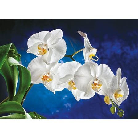 Kalendarz ścienny Orchidea TRÓJDZIELNY Jotan (T45) Kalendarz ścienny Orchidea TRÓJDZIELNY Jotan (T45)