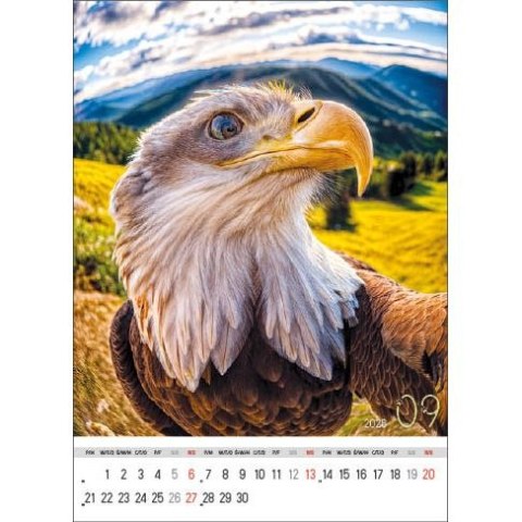 Kalendarz ścienny SELFIE 13-KARTKOWY A3+ Jotan (WP135)