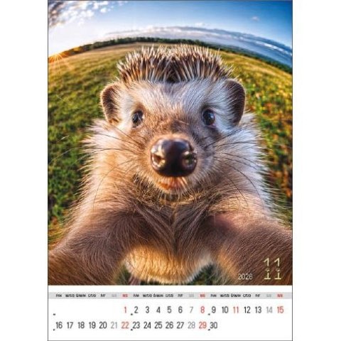 Kalendarz ścienny SELFIE 13-KARTKOWY A3+ Jotan (WP135)