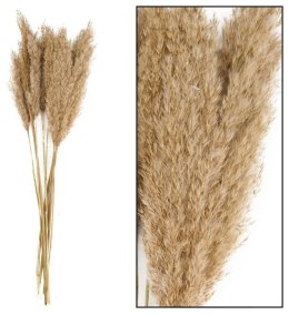 Kwiaty Trawa Plume 80-90cm 12-14szt naturalna Home And Garden (3052)