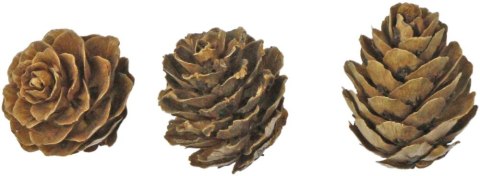 Ozdoba drewniana Craft-Fun Series szyszki Titanum (5903714533688) Ozdoba drewniana Craft-Fun Series szyszki Titanum (5903714533688)