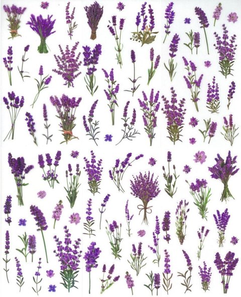 Naklejka (nalepka) Craft-Fun Series Lawenda foliowe Titanum (25MD003)