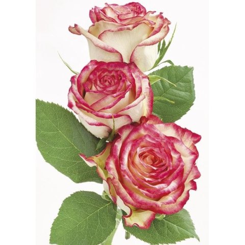 Bileciki do upominków, prezentów, kwiatów Pol-Mak 55 x 77 mm mix wzorów Bileciki do upominków, prezentów, kwiatów Pol-Mak 55 x 77 mm mix wzorów